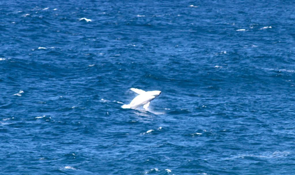 Bed and Breakfast Sea Whispers Kiama Exterior foto
